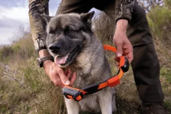 Alpha LTE, koiranpaikannin - Gps-Laitteet - Alpha LTE, koiranpaikannin