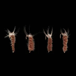 Evil Eye 4-pack, suolaisen veden perhot - Valmisperhot - Evil Eye 4-pack, suolaisen veden perhot