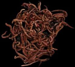 Metmask Medium, onkimadot - Syötit Ja Houkutusaineet Kalastukseen - Metmask Medium, onkimadot